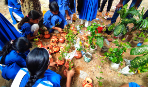 Girls in school uniform gather around plant and tree seedlings in small pots